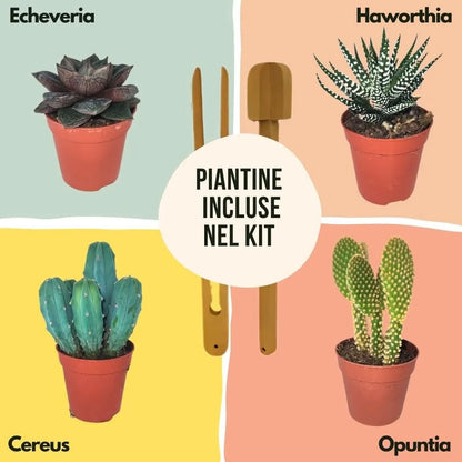 Kit Terrarium Lamparium Grande con piante grasse