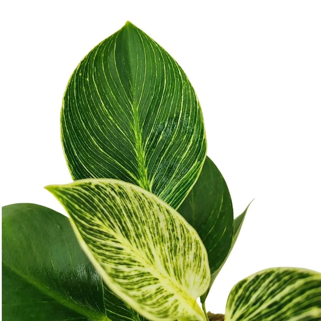 Efeu (Hedera Helix) Hängepflanze, Höhe 60 cm