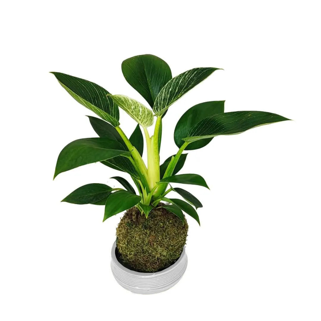Efeu (Hedera Helix) Hängepflanze, Höhe 60 cm