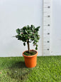 Mini Limetta Rossa o PURSHA Ø15cm H35/40cm – Agrume Made in Sicily