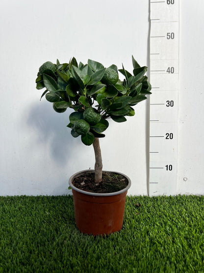 Mini Limetta Rossa o PURSHA Ø15cm H35/40cm – Agrume Made in Sicily