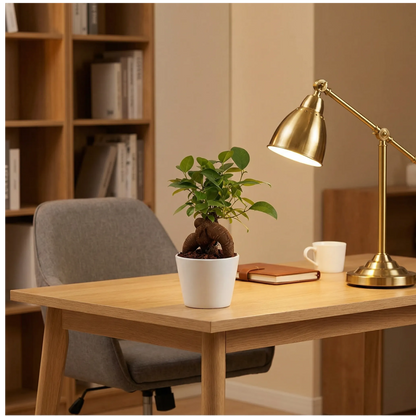 Bonsai Mini Ficus Ginseng in Vaso di Ceramica