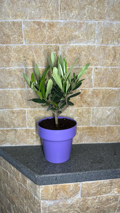 Piantina di Ulivo H20cm v10cm Plastica per bomboniere CERTIFICATA