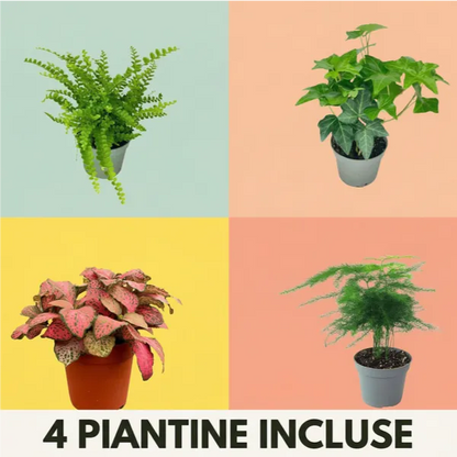 Kit per terrarium fai da con piantine senza contenitore