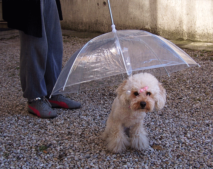 OMBRELLO GUINZAGLIO CANE RIPARO PIOGGIA IMPERMEABILE TRASPARENTE ASCIUTTO CANI