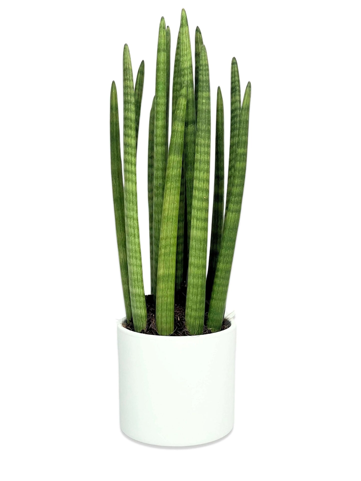 Sansevieria Cylindrica Candle – Pflanzenhöhe 65 cm
