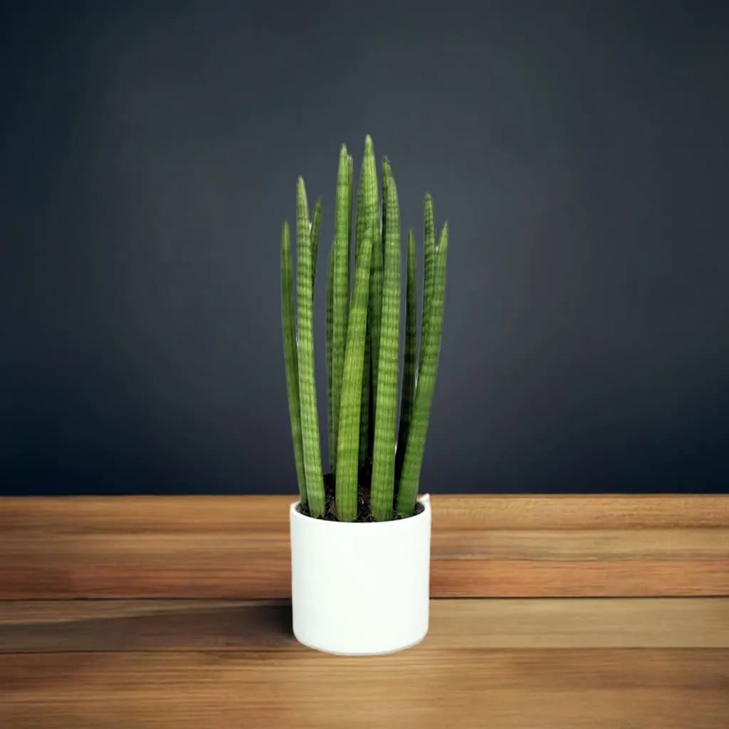 Sansevieria Cylindrica Candle – Pflanzenhöhe 65 cm