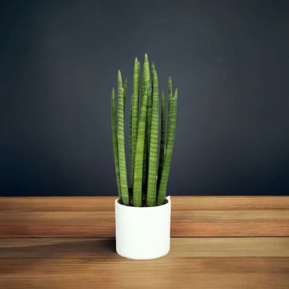 Sansevieria Cylindrica Candle – Pflanzenhöhe 65 cm