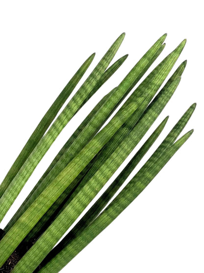 Sansevieria Cylindrica Candle – Pflanzenhöhe 65 cm