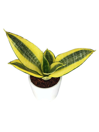 Sansevieria Golden Hahnii  Altezza Pianta 15 cm
