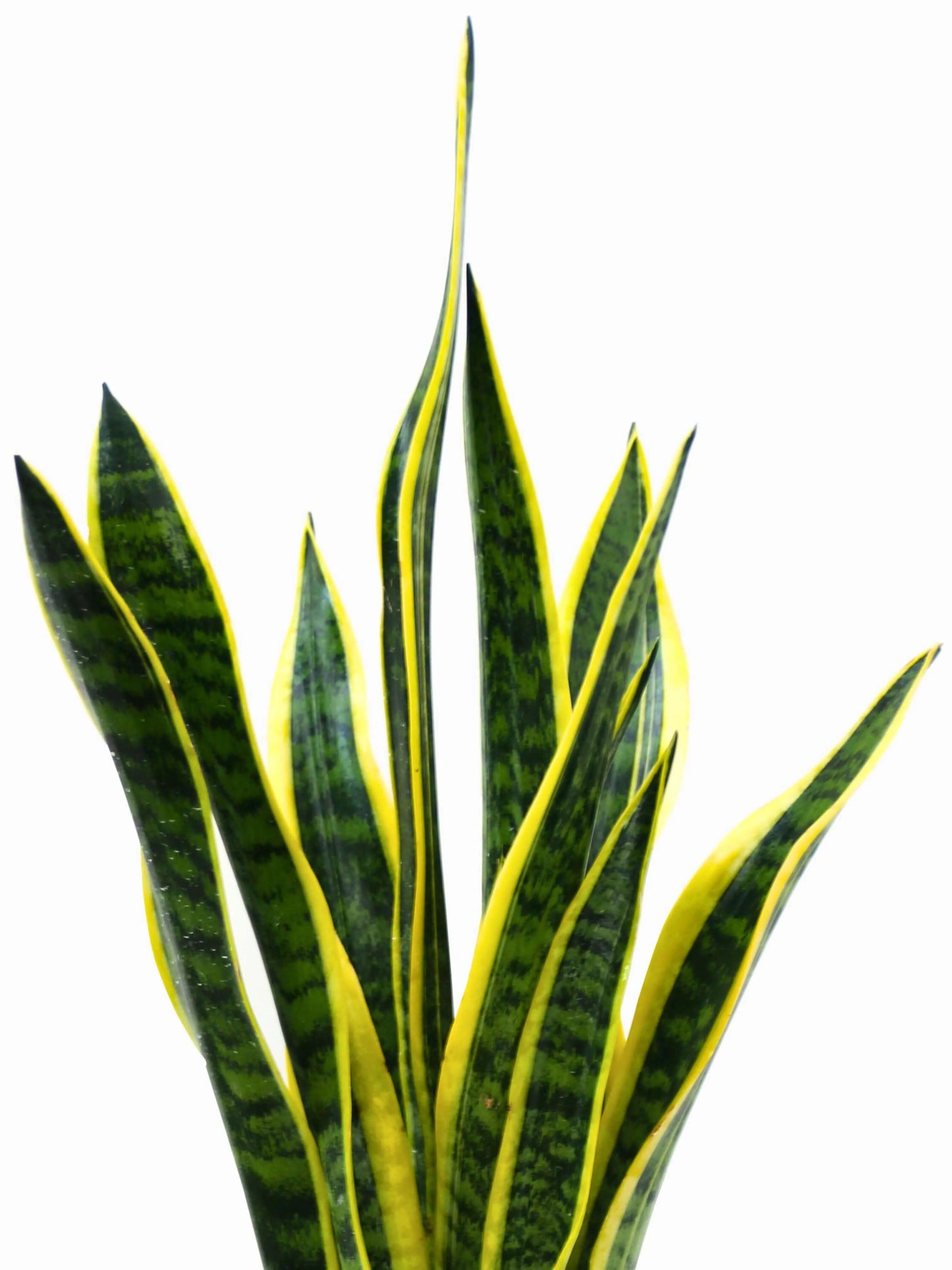Sansevieria Laurentii D.17 H.60 cm