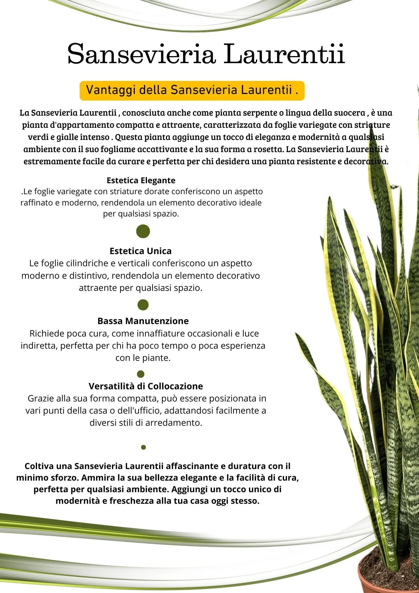Sansevieria Laurentii D.17 H.60 cm