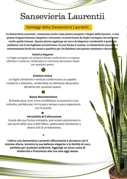 Sansevieria Laurentii D.17 H.60 cm