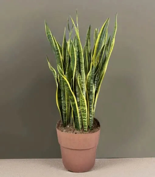 Sansevieria Laurentii - Pianta Alta 130 cm
