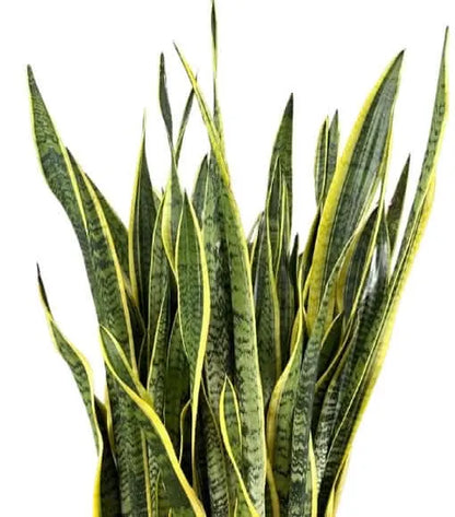 Sansevieria Laurentii - Pianta Alta 130 cm