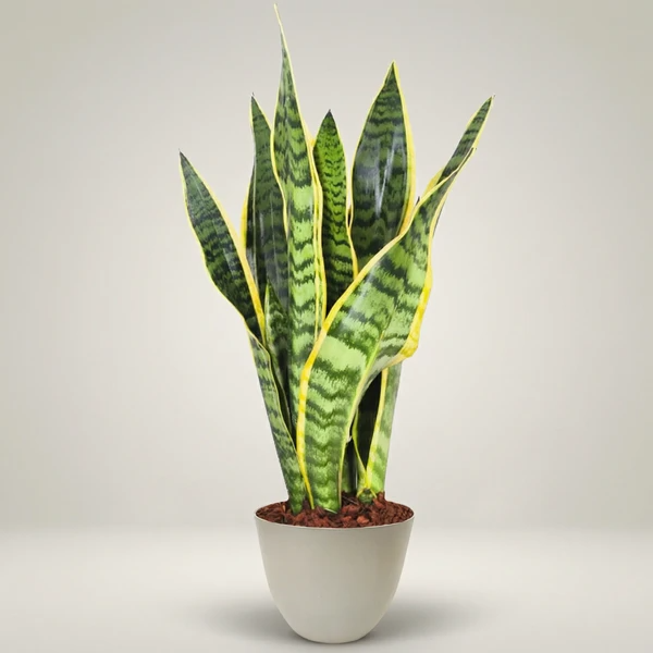 Sansevieria Laurentii - Pflanzenhöhe 40 cm