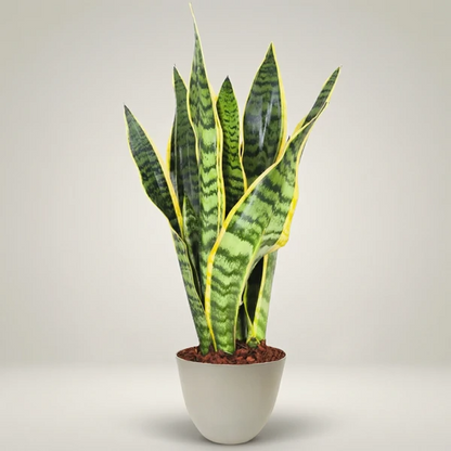 Sansevieria Laurentii - Pflanzenhöhe 40 cm