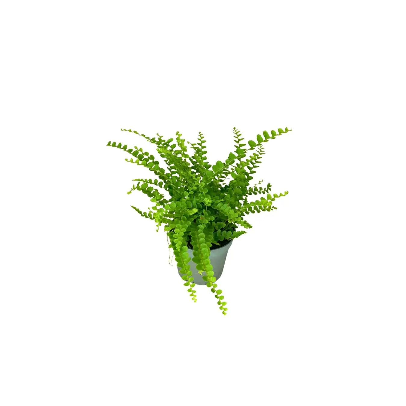 Set 6 piantine verdi per terrarium