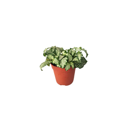 Set 6 piantine verdi per terrarium