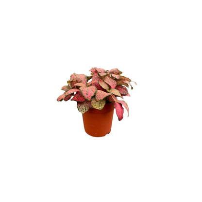 Set 6 piantine verdi per terrarium