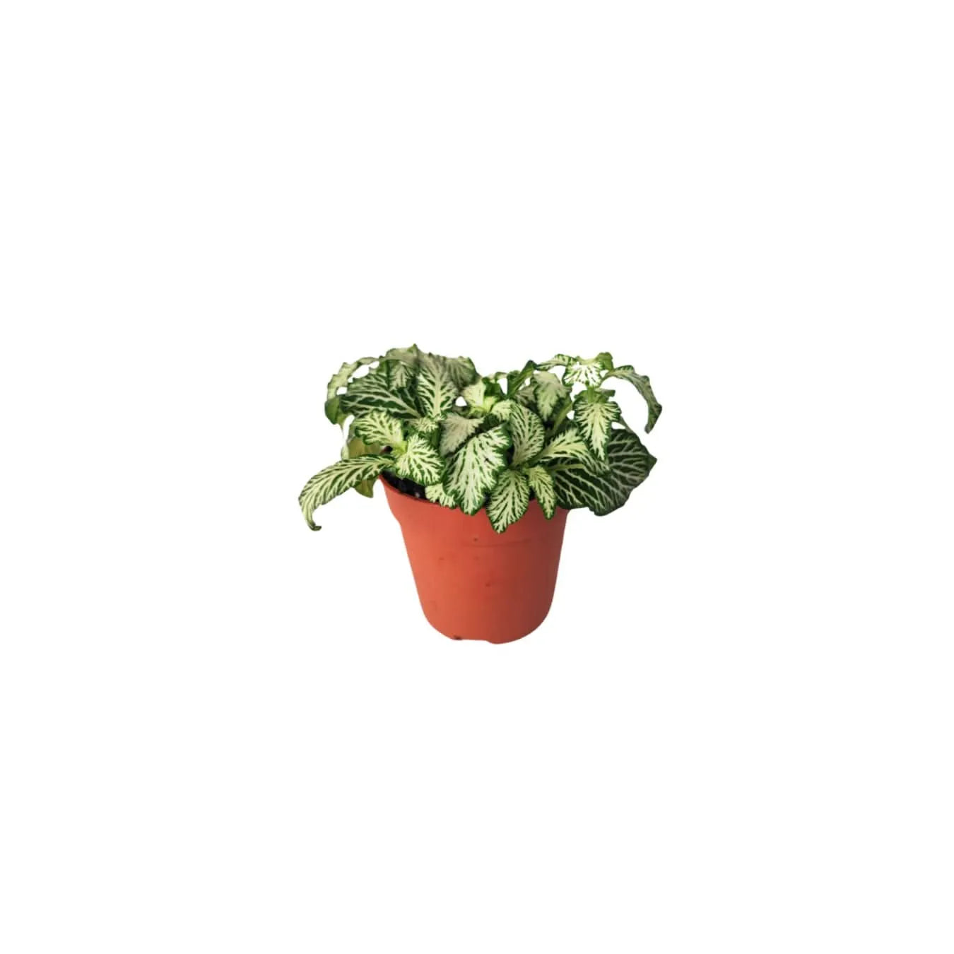 Set di 8 Piante Verdi Tropicali per Terrarium