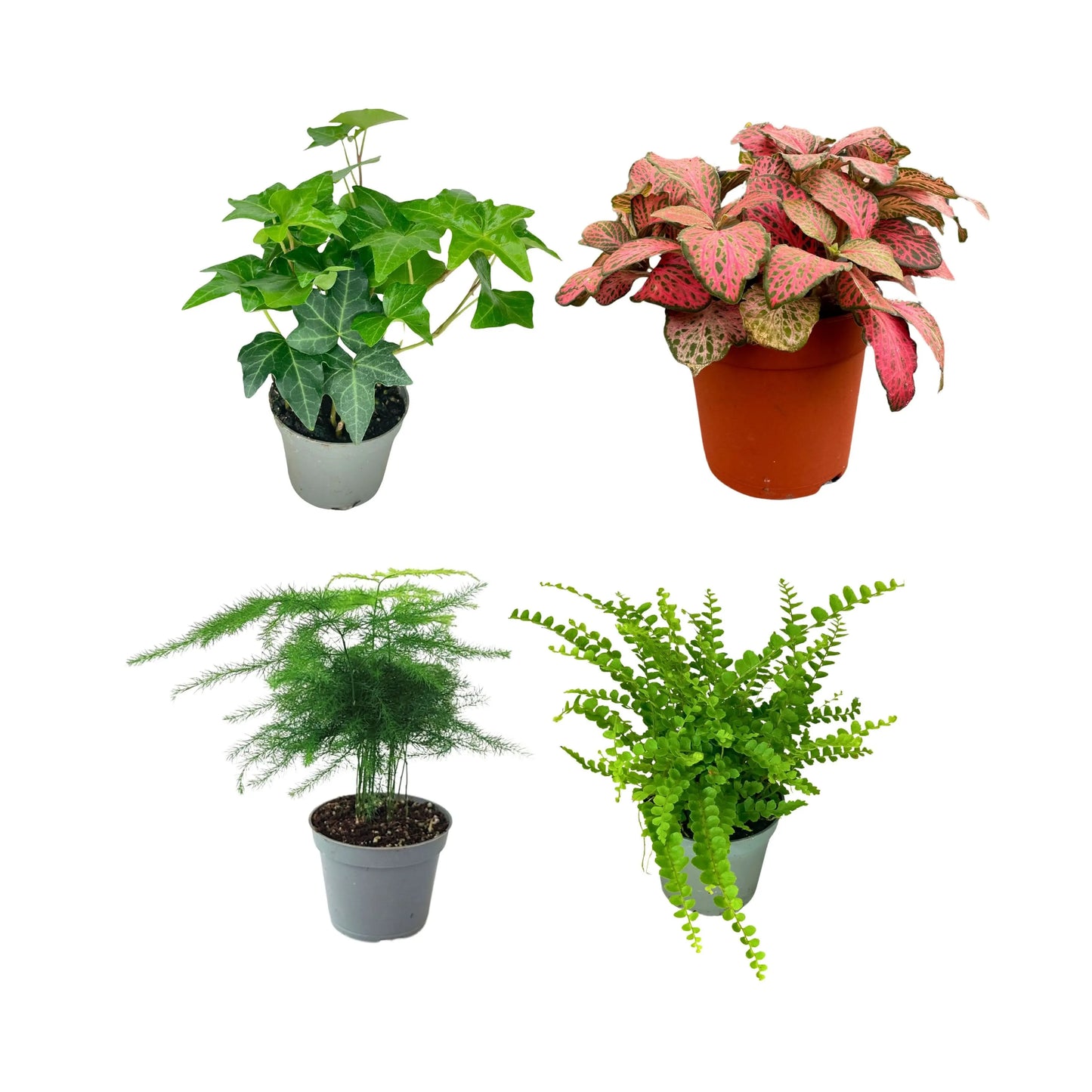 Set 4 piante mix per terrarium