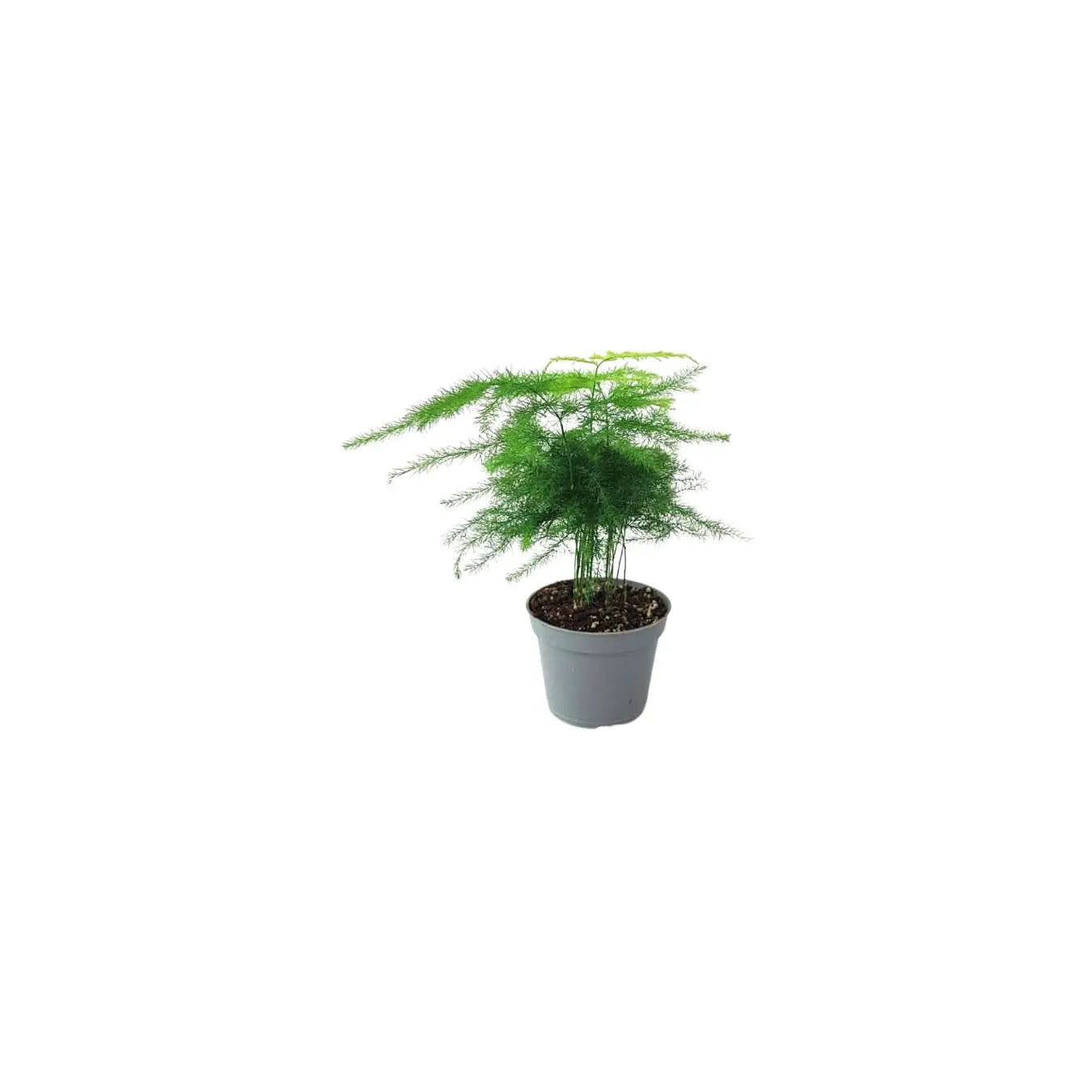 Set 4 piante mix per terrarium