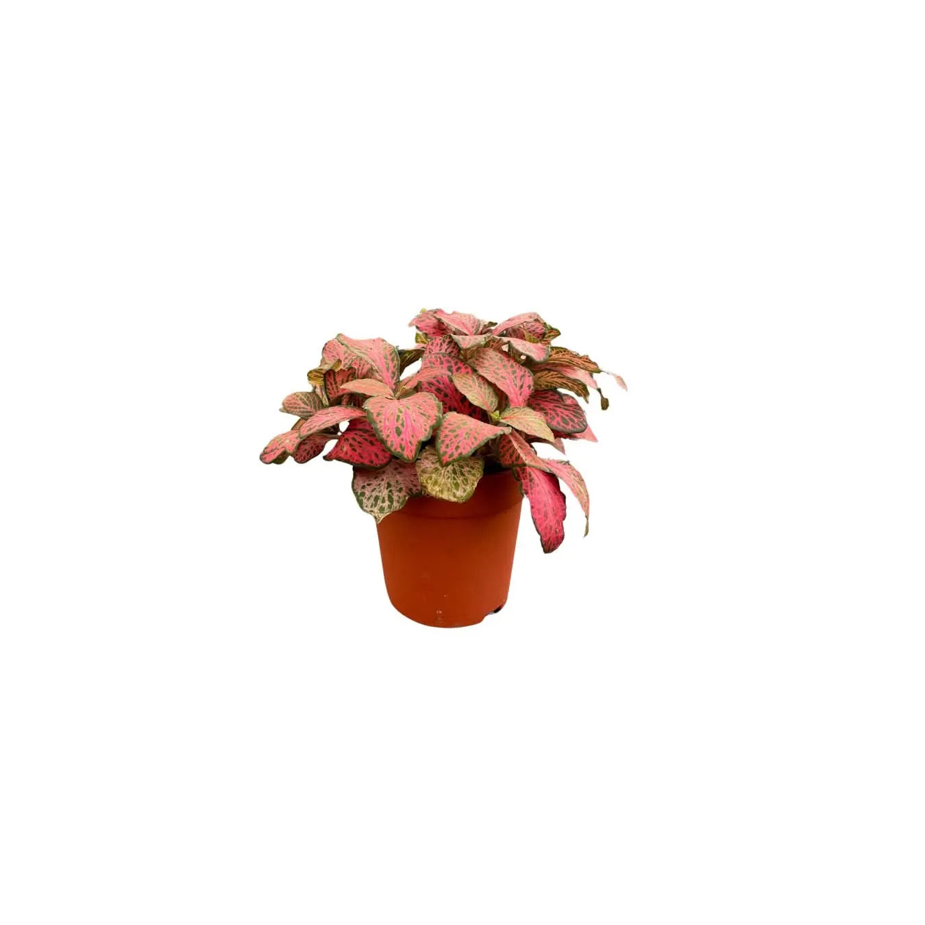 Set 4 piante mix per terrarium