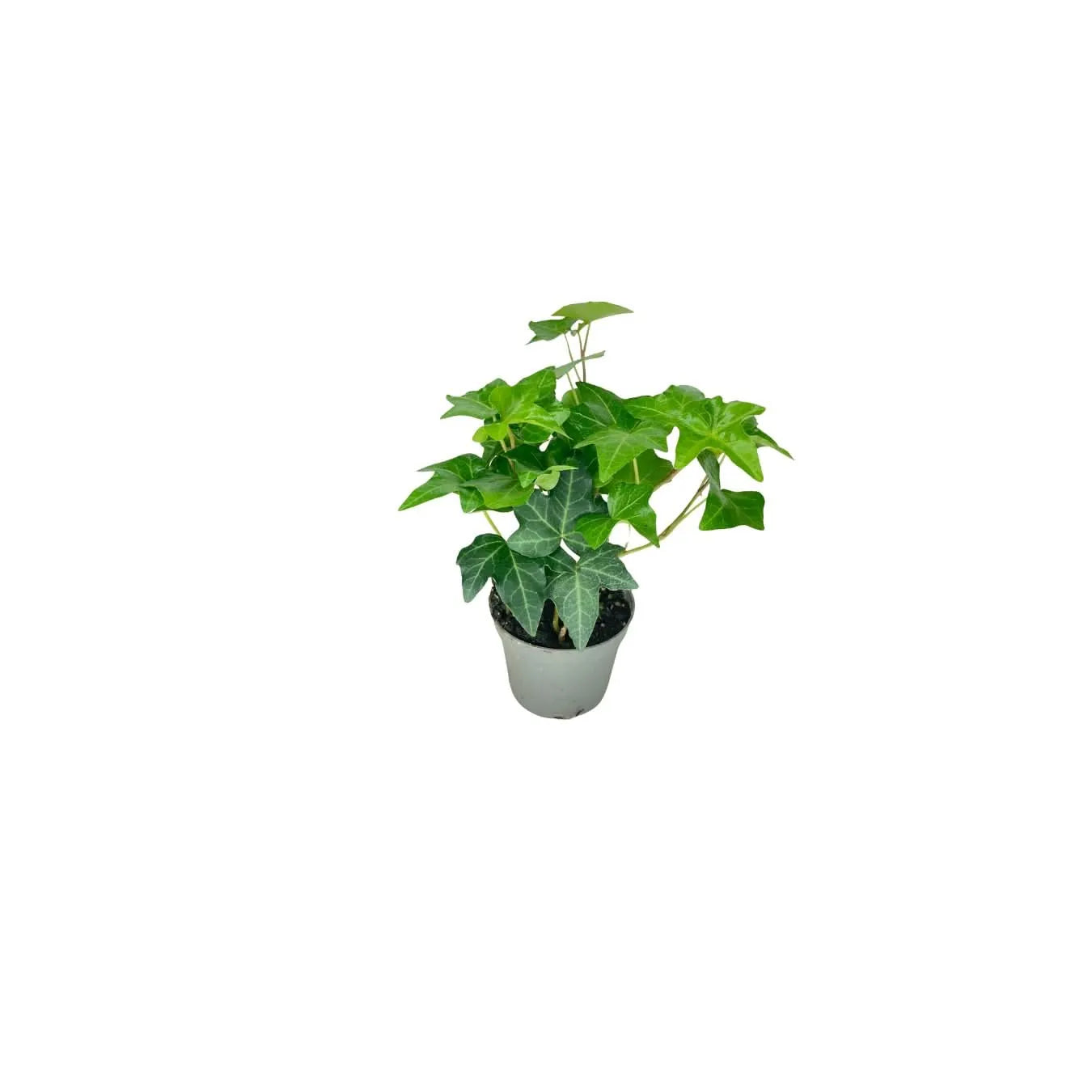 Set 4 piante mix per terrarium