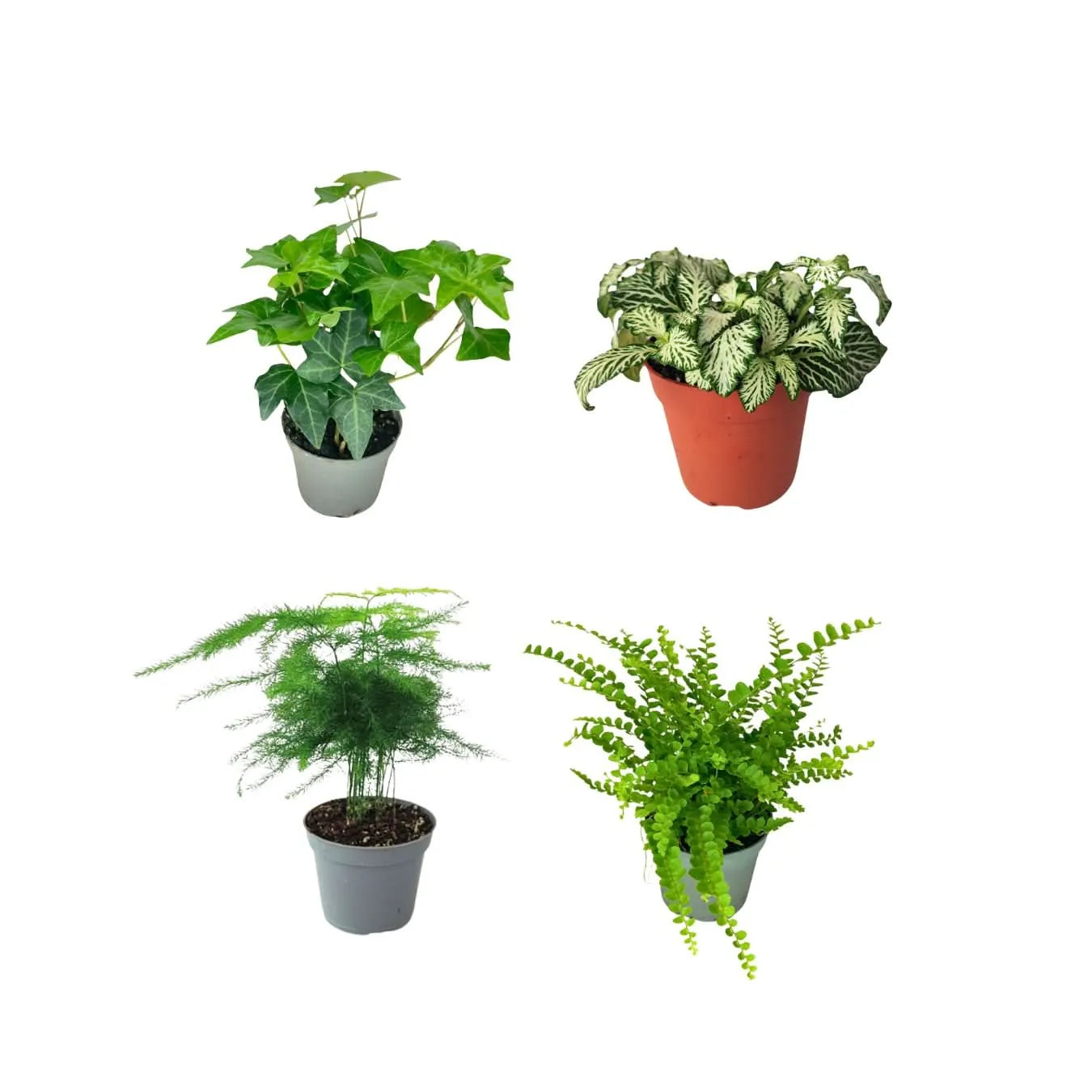 Set 4 piante mix per terrarium