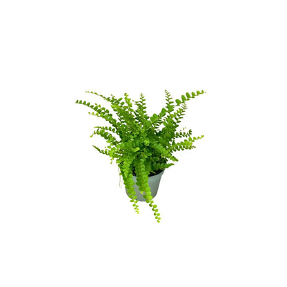 Set 4 piante mix per terrarium