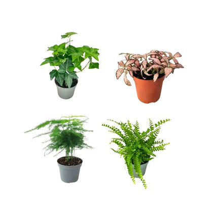 Set 4 piante mix per terrarium