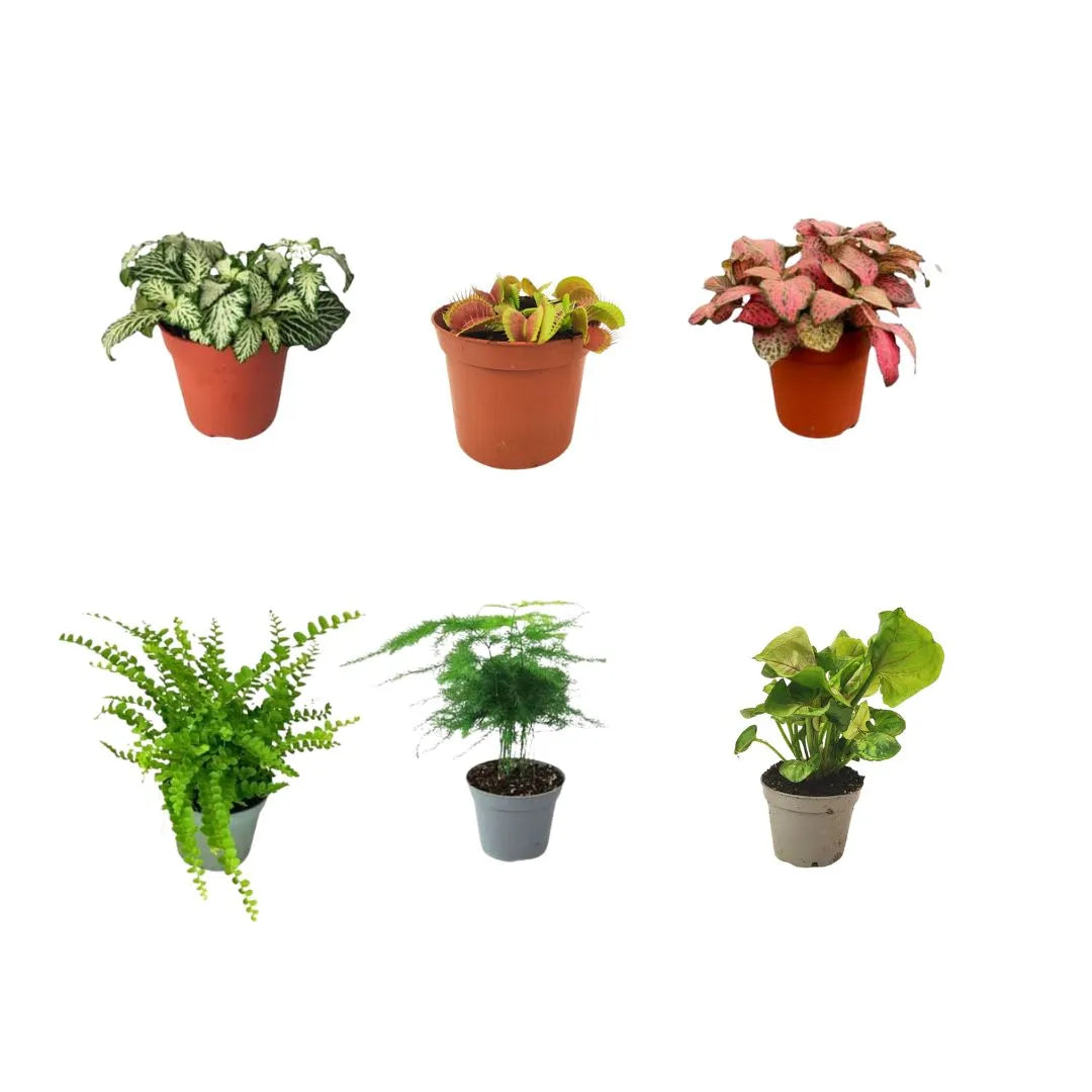 Set 6 piantine verdi per terrarium