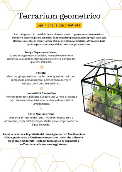Geometrisches Terrarium Naturtruhe 2TR061