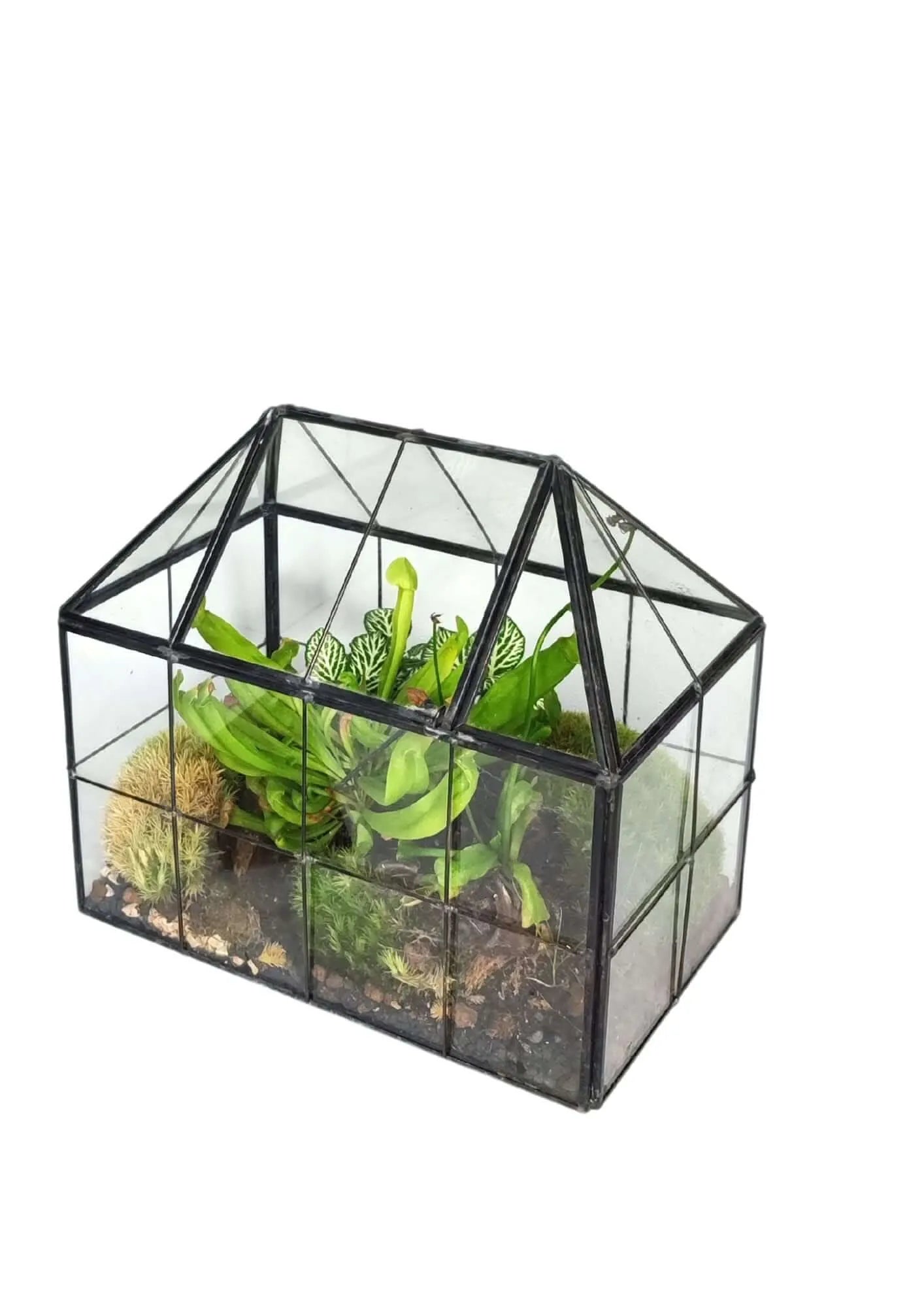 Geometrisches Terrarium Naturtruhe 2TR061